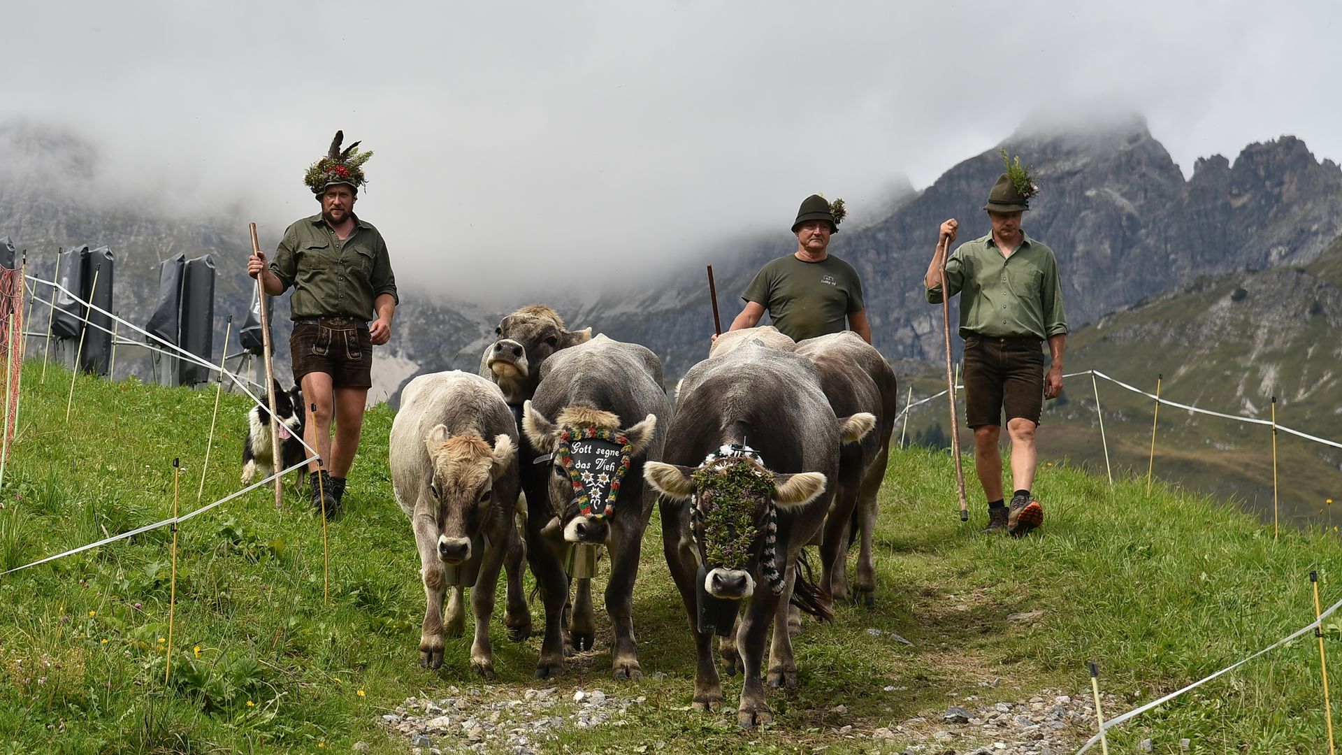 Alpine cattle drive (5/7)