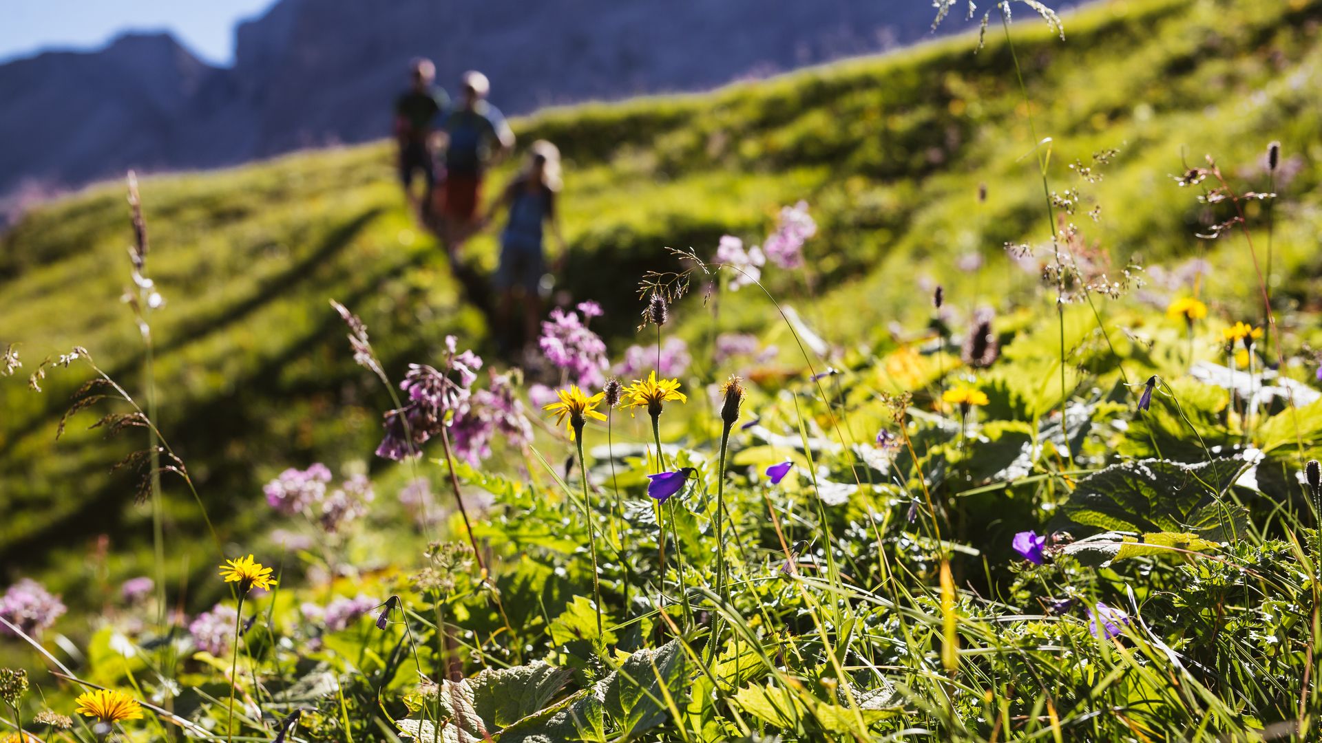 Alpine Power   4 nights (1/3)