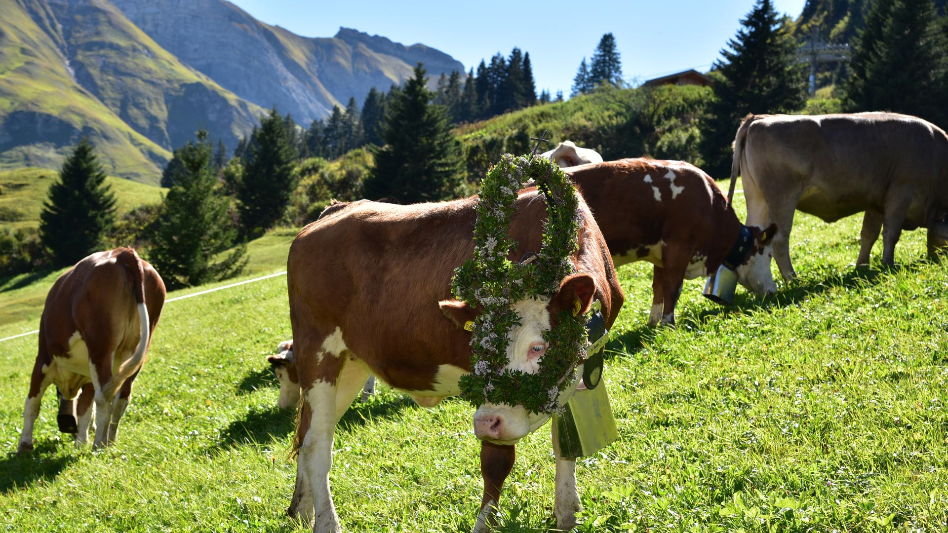 Alpine cattle drive at Warther Hof (1/5)