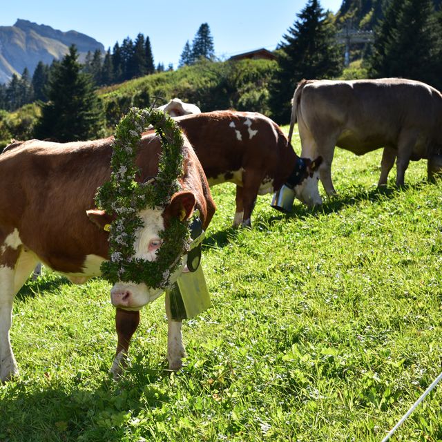 Alpine cattle drive at Warther Hof