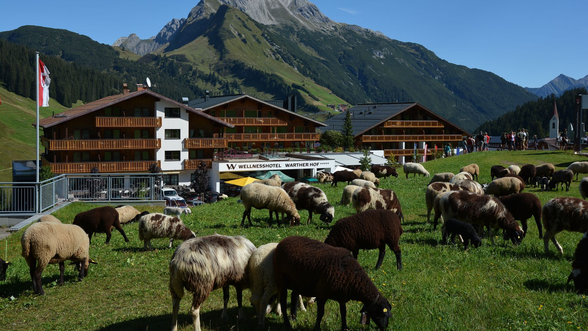 Alpine cattle drive (2/5)