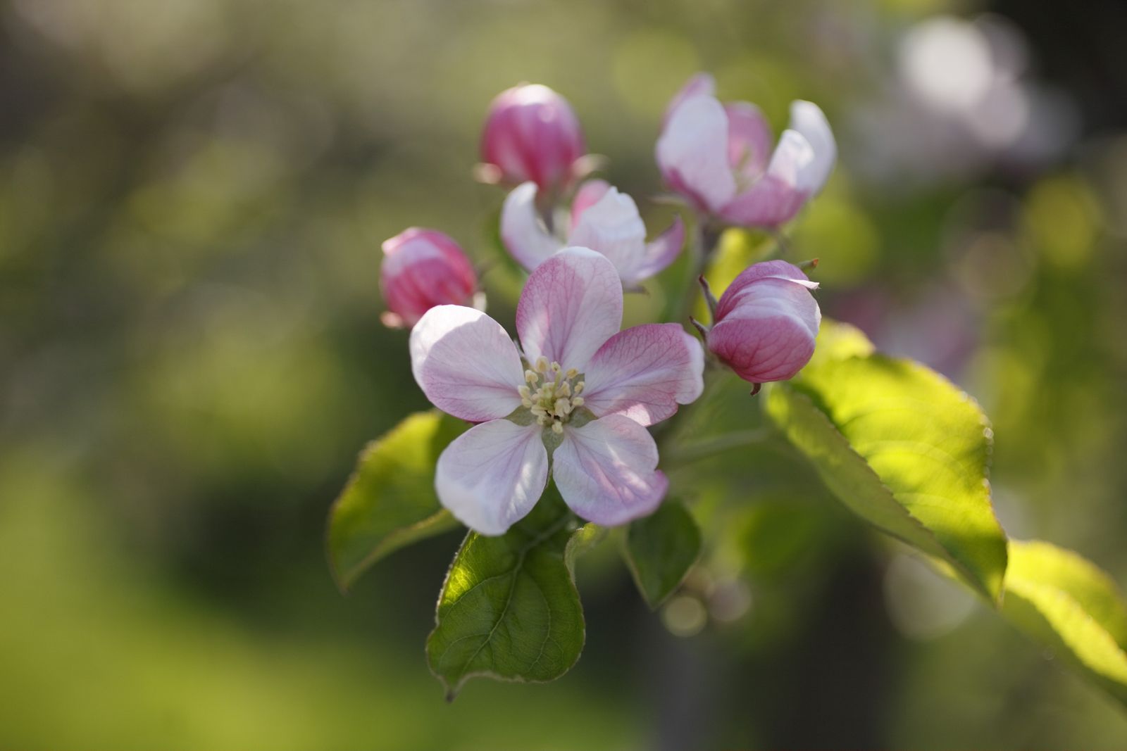 Eröffnungs-Eventwoche image 1 - SPA & Relax Hotel Erika