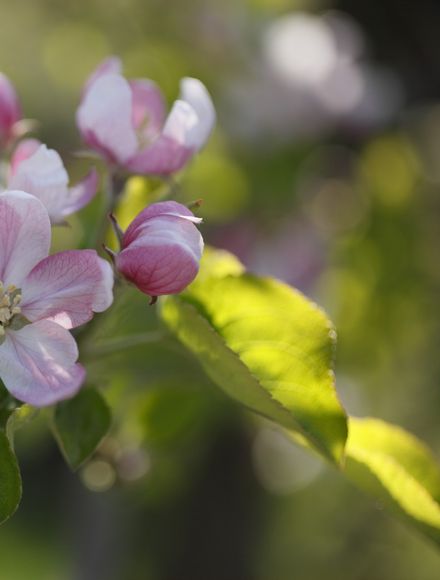 Offer: Opening event week - Erika