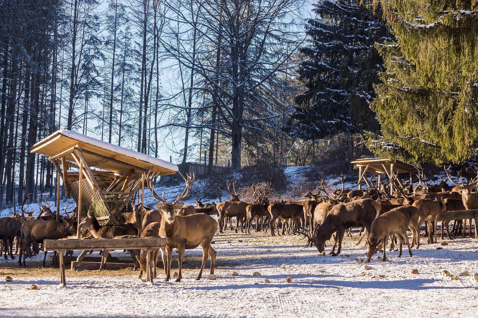 Silvester Special image 7 - Hotel Das Rübezahl