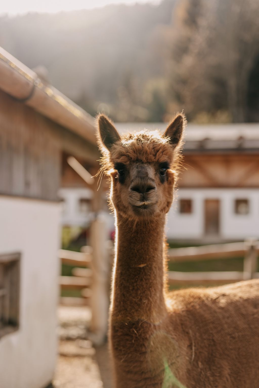 Alpaka Trekking Sommer Naturhotel Forsthofgut