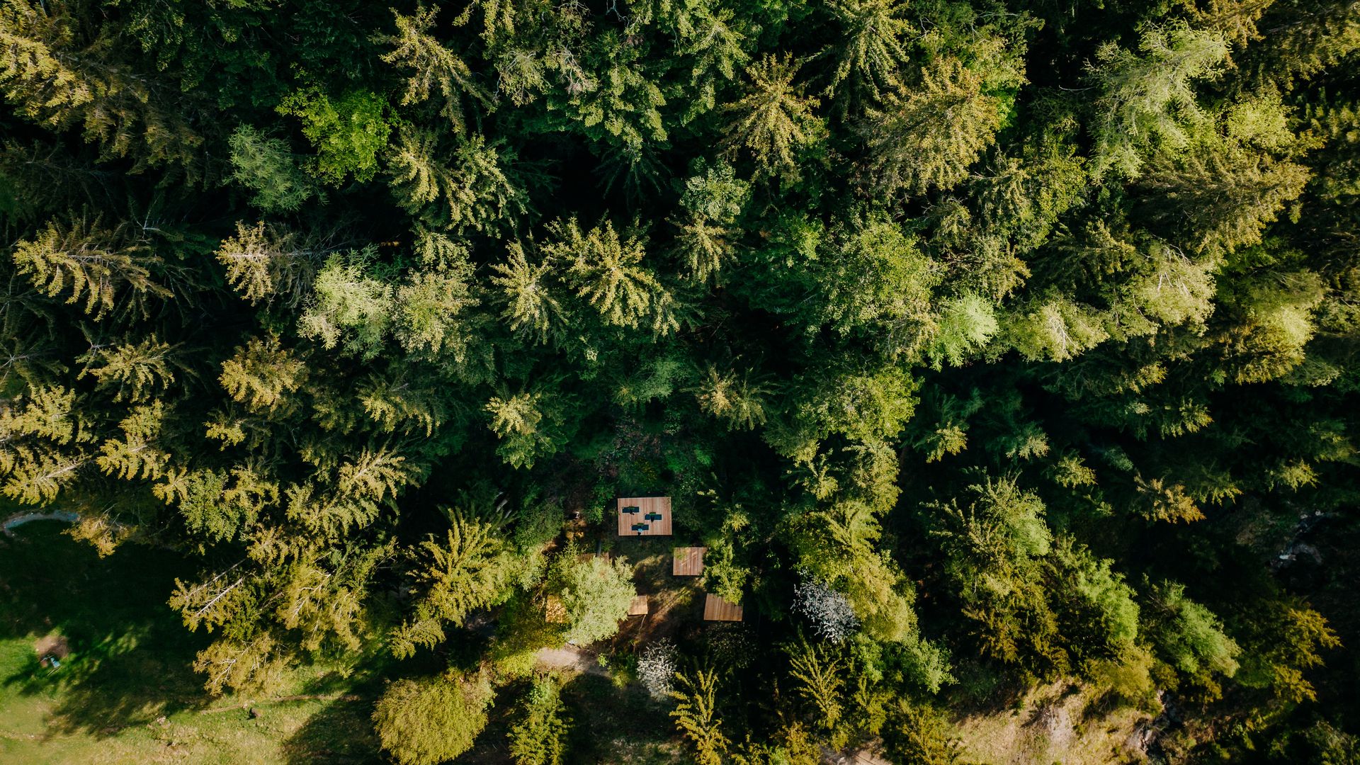 Aerial view of the yoga platforms nestled in the forest