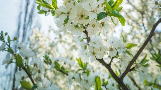 E-Bike Blütentage vom 29. März bis 04. April