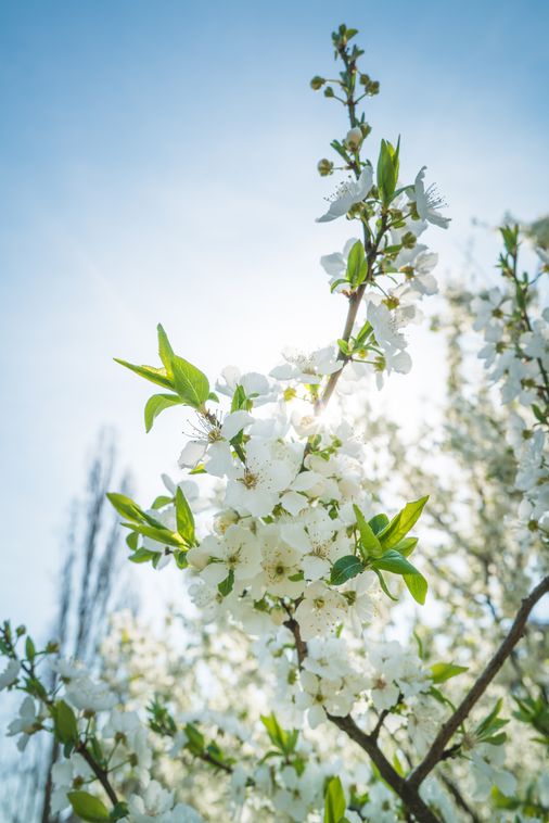 E-Bike Blossom Days from March 30 to April 5