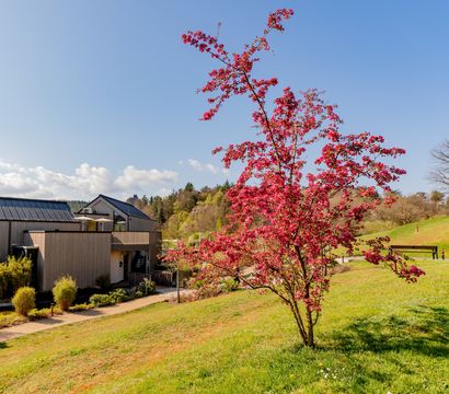 PFALZBLICK WALD SPA RESORT: XXL-Wochenende