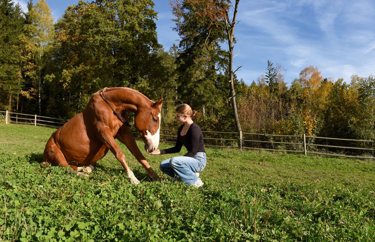 ULRICHSHOF Pferd Finn ML7_1930-c-Michaela Lankes.jpg