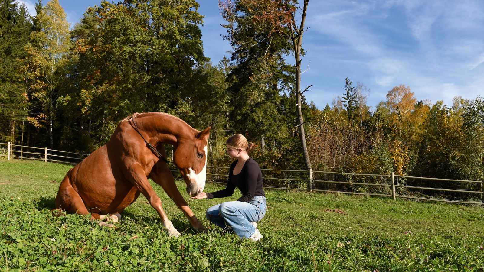 Auf einer Koppel des hoteleigenen Reitstalls sitzt ein braunes Pferd neben einer jungen Frau, die es liebevoll begleitet. Im Hintergrund sind Bäume und ein Zaun zu sehen, die eine idyllische Naturkulisse bilden.