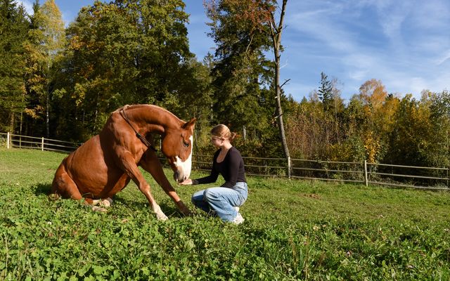 Streicheltiere Hasen