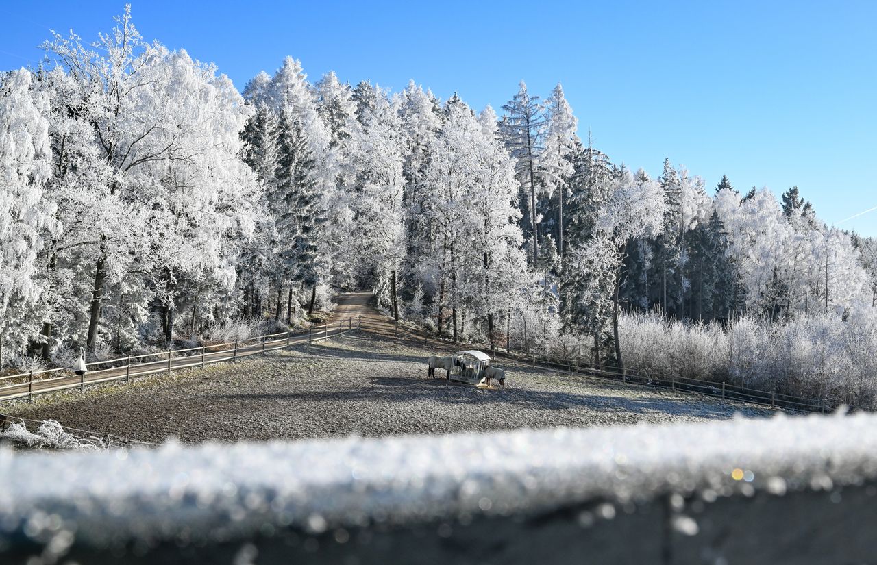 Winter Pferde © Ulrichshof (Michaela Lankes).jpg