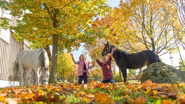 Goldene Herbstmomente