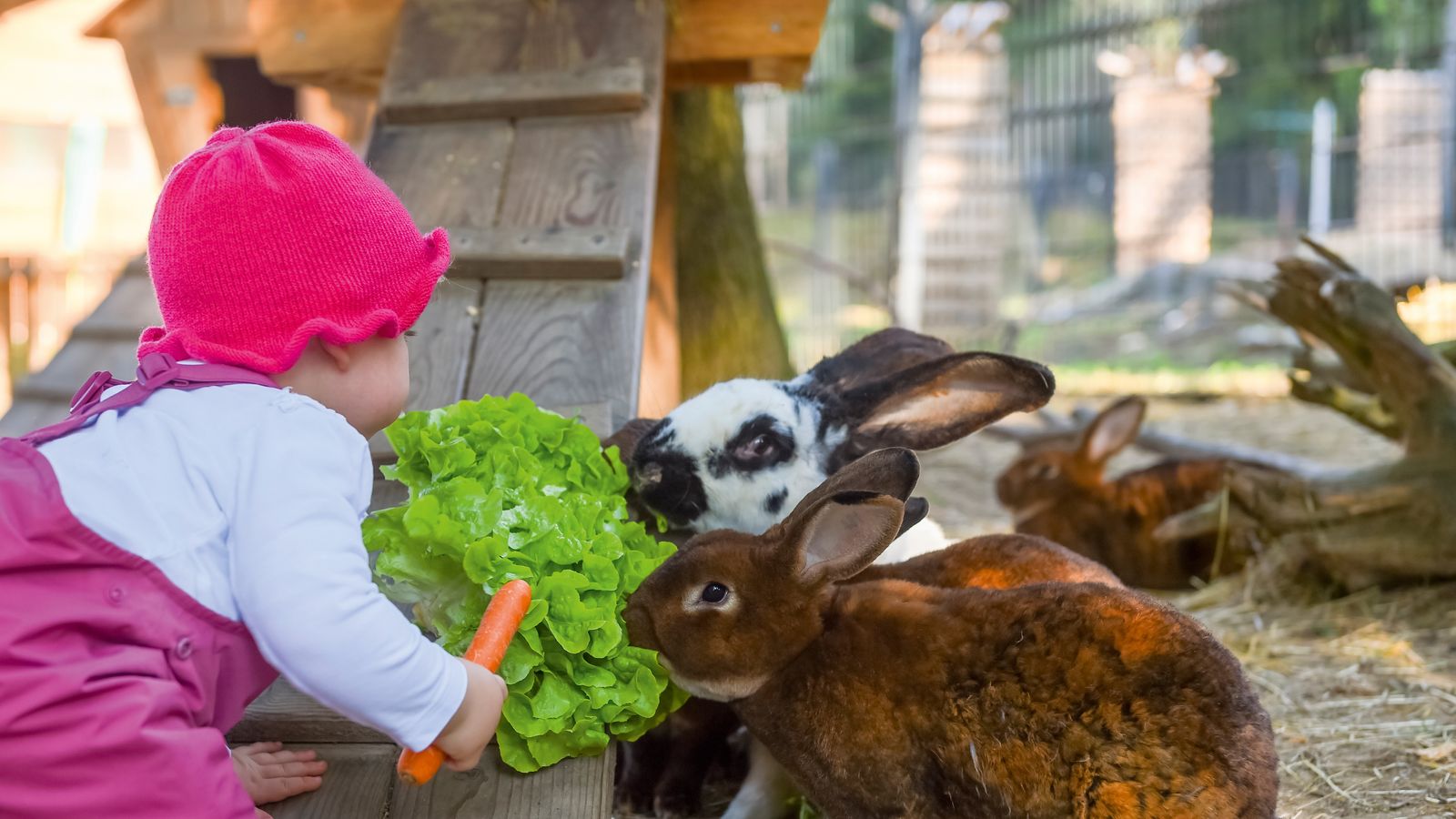 Mädchen füttert Hasen mit Karotte