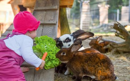 Ein kleines Kind mit pinker Mütze füttert im Streichelzoo des ULRICHSHOF mehrere Hasen mit frischem Salat und einer Karotte.