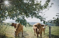 Biohotel Pausnhof: Eigene Landwirtschaft - Biohotel Pausnhof, St. Oswald, Bayerischer Wald, Bayern, Deutschland