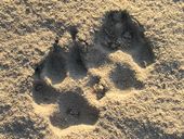 Wolfswochenende im Wendland | 2 Übernachtungen