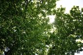 BEMER Physikalische Gefäßtherapie