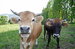 Biohotel moor&mehr: Muhhh. Unsere sanften Riesen grasen friedlich vor der Türe. - moor&mehr Bio-Kurhotel, Bad Kohlgrub, Alpenvorland, Bayern, Deutschland