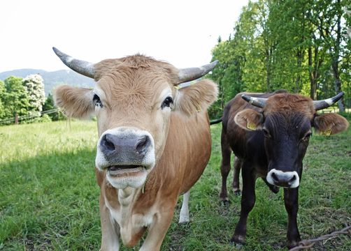 Biohotel moor&mehr: Muhhh. Unsere sanften Riesen grasen friedlich vor der Türe. - moor&mehr Bio-Kurhotel, Bad Kohlgrub, Alpenvorland, Bayern, Deutschland