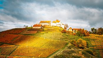 Wein und Wandern  im goldenen Herbst