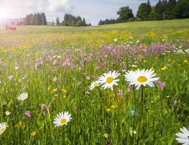 Angebot: Sommer nach Wahl - Parkhotel Burgmühle
