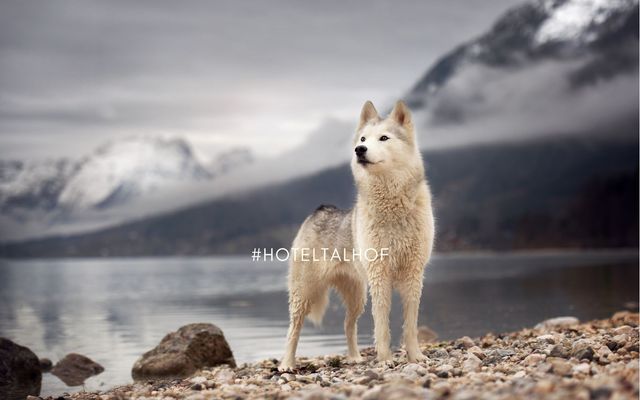 Active days with your dog 3/9