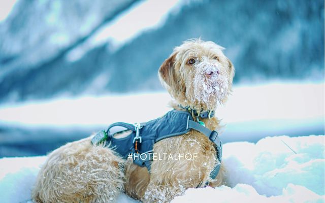 Active days with your dog 3/15