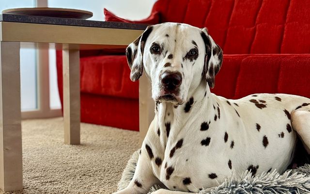 Aktivurlaub mit Hund 2/12