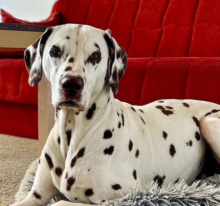 : Actieve vakantie met hond