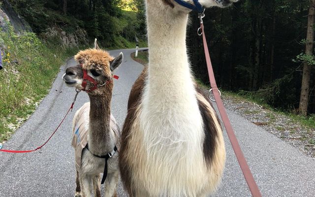 No Drama Lama...?! 7/14