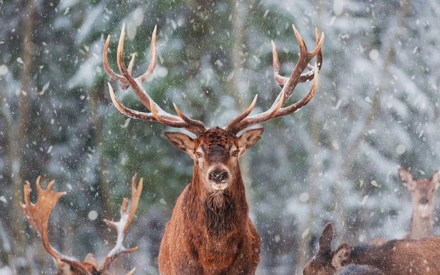 Animal track hike 2/18