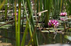 Biohotel Mani Sonnenlink: Naturteich - Mani Sonnenlink, Pyrgos-West Mani, Peloponnes, Griechenland