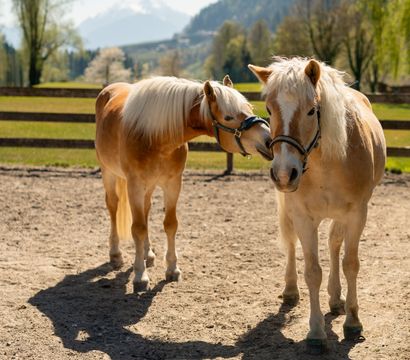 Offer: RIDING WEEK - Quellenhof Luxury Resort Passeier