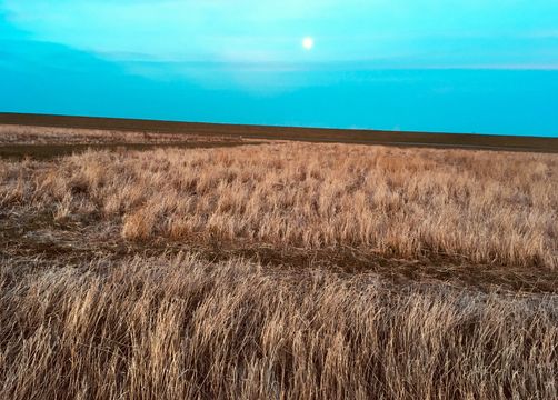 Biohotel Haus am Watt: Coast in the evening - Haus am Watt, Heringsand, Nordsee, Schleswig-Holstein, Germany