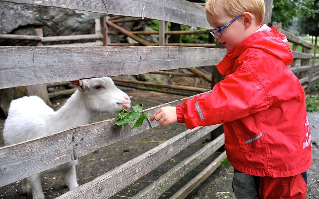 Pirker's Natur & Bio Familienhotel: Frühstück