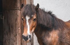 Pirker's Natur & Bio Familienhotel: Urlaub mit Tieren - Pirker's Natur- & Bio Familienhotel, Malta, Katschberg Lieser-Maltatal, Kärnten, Österreich