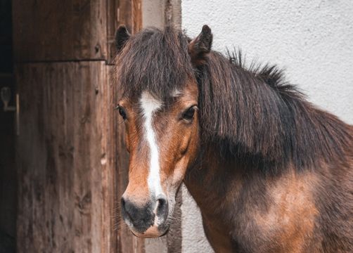 Pirker's Natur & Bio Familienhotel: Urlaub mit Tieren - Pirker's Natur- & Bio Familienhotel, Malta, Katschberg Lieser-Maltatal, Kärnten, Österreich