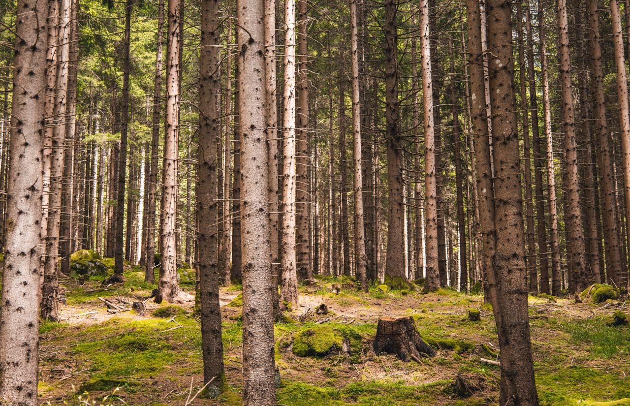 Pirker's Natur & Bio Familienhotel: Kraftort Wald