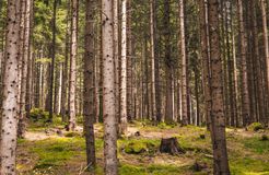 Pirker's Natur & Bio Familienhotel: Kraftort Wald - Pirker's Natur- & Bio Familienhotel, Malta, Katschberg Lieser-Maltatal, Kärnten, Österreich