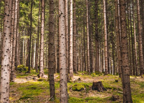 Pirker's Natur & Bio Familienhotel: Kraftort Wald - Pirker's Natur- & Bio Familienhotel, Malta, Katschberg Lieser-Maltatal, Kärnten, Österreich