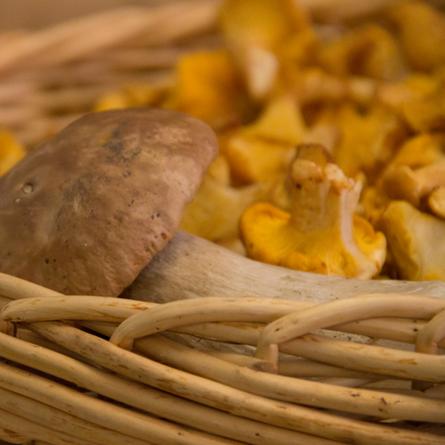 Pilzwoche im Quellenhof