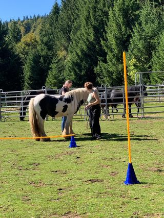 Individuelles Coaching - mit Pferden das eigene Selbst stärken
