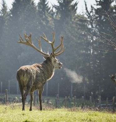 aanbod: WildeWijn - Der Brandstetterhof