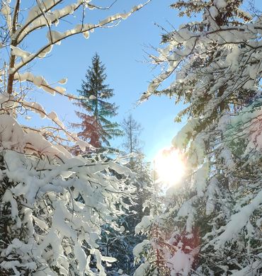 Angebot: WinterGlück - Der Brandstetterhof