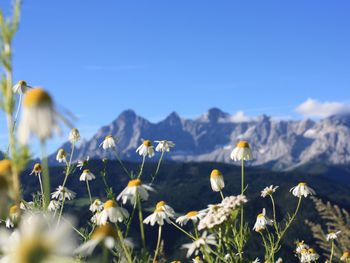 Chalet Dachstein  - Steiermark - Österreich