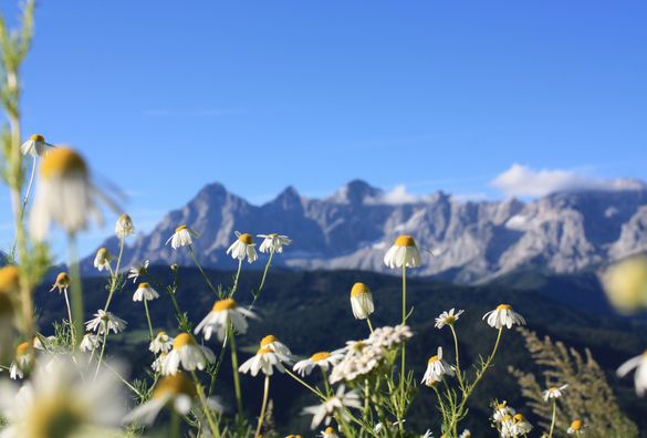 Berghütten, Hütten und Skihütten im Dachsteingebirge mieten