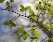 Pflanze einen Baum im Thüringer Wald - Buche
