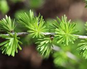 Pflanze einen Baum im Thüringer Wald - Lärche